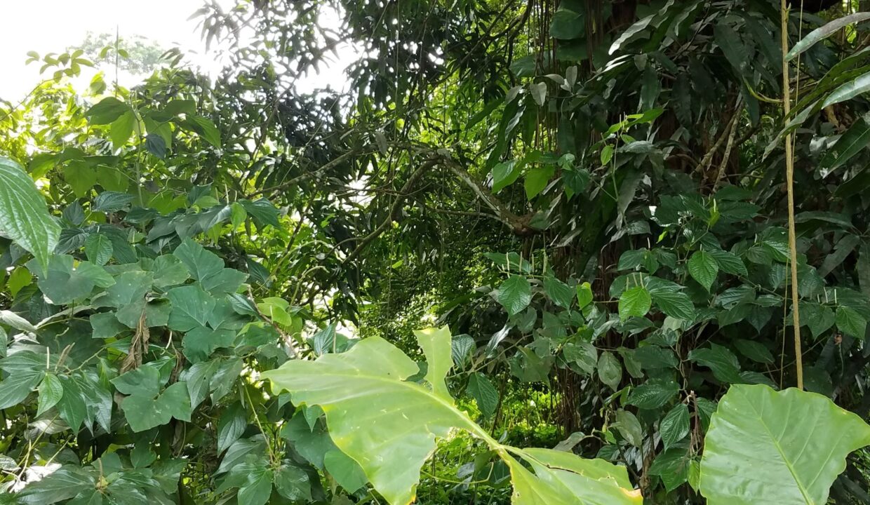 1C9D0059-714D-8732-69F4-6D962AB84866_La-croix3