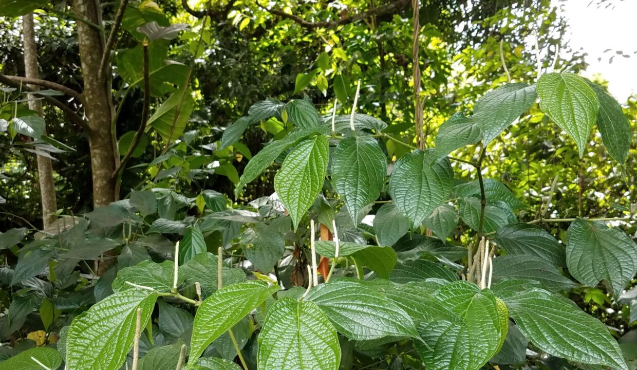 6FC6DBC0-250F-8315-F859-EA6AA0FA8C37_la-croix6