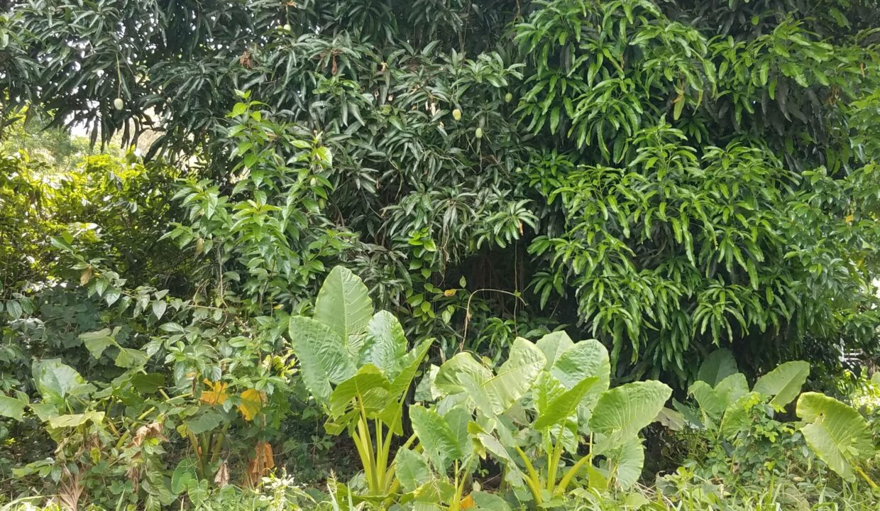 ADB8603D-02BF-12E0-829C-7ED8C46608A6_la-croix5